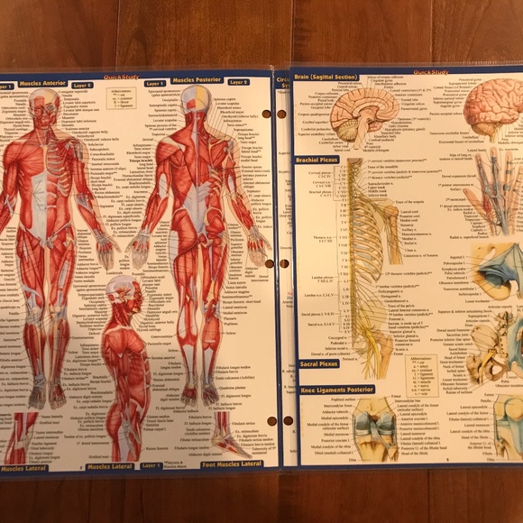 ANATOMY AND ANATOMY TERMINOLOGY QUICKSTUDY LAMINATED REFERENCE GUIDE - Picture 3 of 9